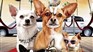 Le Chihuahua de Beverly Hills présenté gratuitement à Windsor