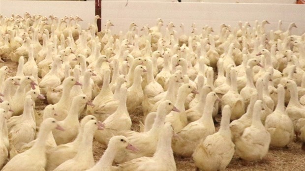 Grippe aviaire : des dommages collatéraux
