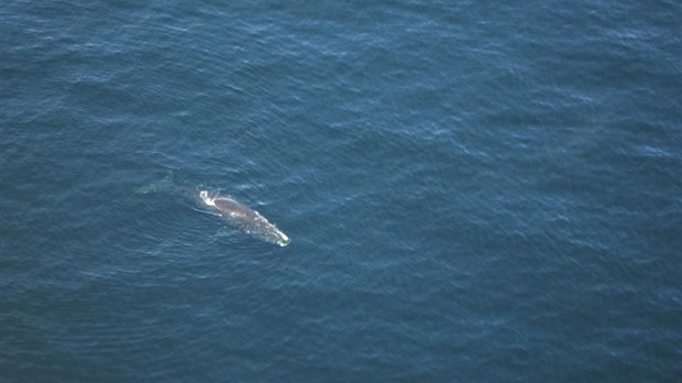 Une baleine noire est empêtrée dans le golfe du Saint-Laurent, dit Pêches et Océans