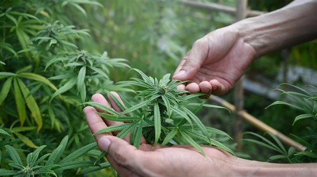 Lutte à la culture extérieure illicite de cannabis 