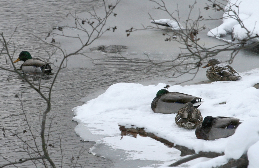 Canards qui ont décidé de passer l'hiver au Québec