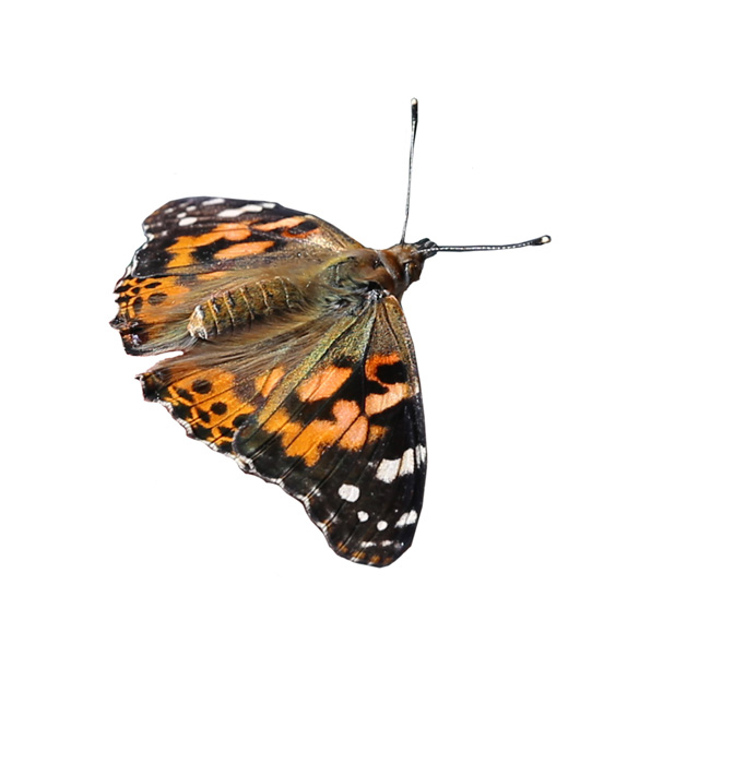 La Poudrière :   Envollée des papillons