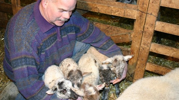 PHÉNOMÈNE RARE. Cinq agneaux nés de deux races pures dans une ferme d’élevage de Val-Joli