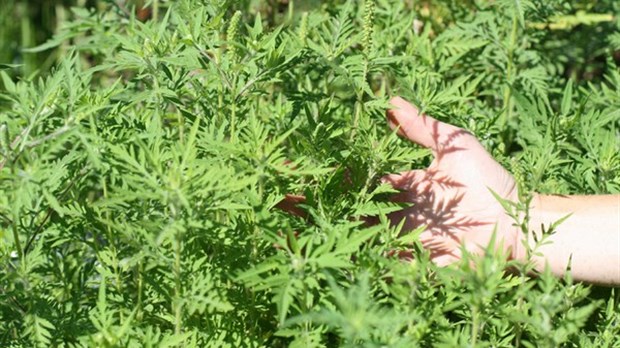 Tentons d'enrayer les allergies saisonnières!