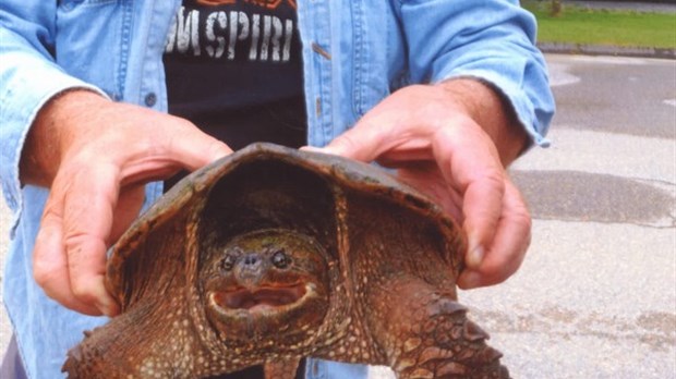 Une tortue qui traversait la rue Saint-Georges à Windsor