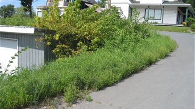 Les citoyens de Richmond invités à arracher l’herbe à poux