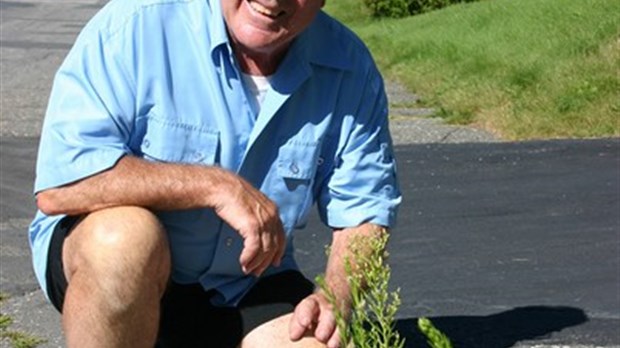 Rue Allen à Windsor. Un citoyen du secteur signale l’envahissement des mauvaises herbes