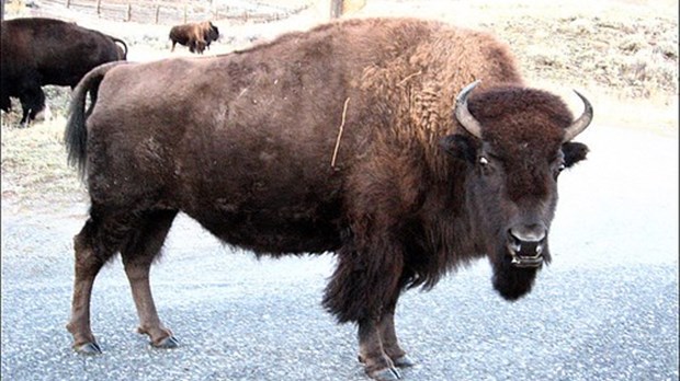 Bison en fête 2010 à St-Claude