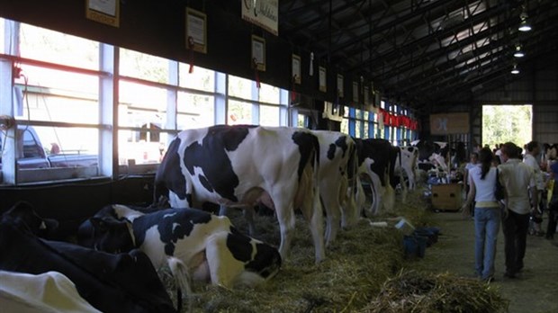 Plusieurs concours d’animaux à l’exposition agricole du comté de Richmond