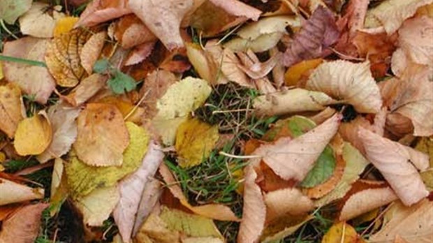 Collectes de feuilles et compostage dans les municipalités de la zone de Richmond