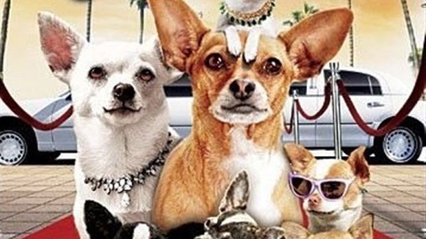 Le Chihuahua de Beverly Hills présenté gratuitement à Windsor