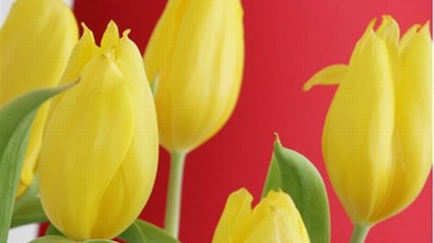 Fête des fleurs le 1er mai