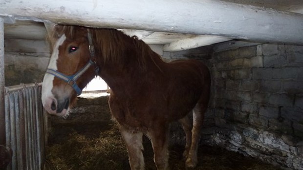 La SPA de l’Estrie effectue une saisie de chevaux à Val-Joli
