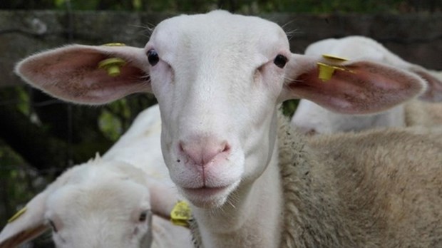 Un « au revoir » aux brebis du Moulin à laine d’Ulverton