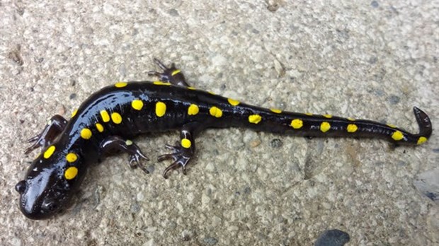 Une Salamandre dans un sous-sol du Canton de Melbourne