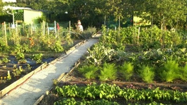 L’entretien écologique du jardin