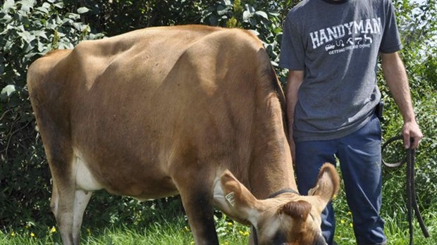 Les préparatifs pour l’expo Richmond vont bon train. Portrait d’un éleveur de vache Jersey