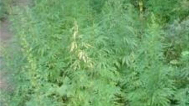 Journée d'éradication de cannabis en Estrie
