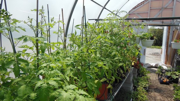 Vente de plants de la Coop Jardi-Serre les 27 et 28 mai