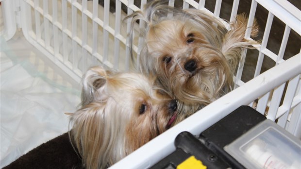 L’Exposition canine de retour au Centre Lemay 