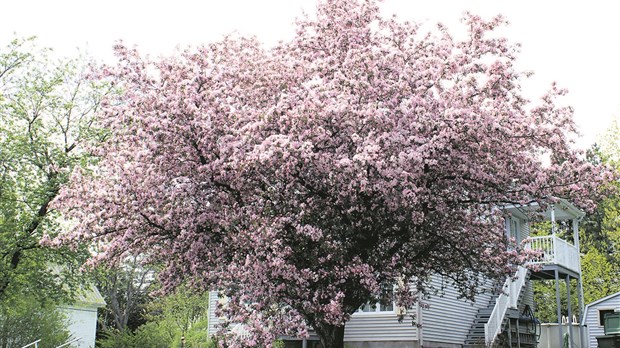 Le temps des lilas