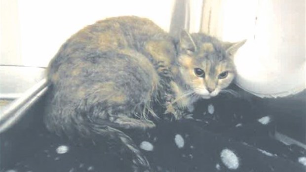 Une dame de Valcourt condamnée pour abandon de son chat