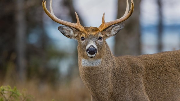 Saison de la chasse au chevreuil : un message de l’ACF 
