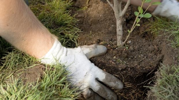 Le Rendez-vous des écomatériaux contribue au reboisement à Asbestos