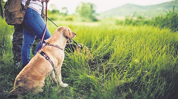 Les chiens au Parc régional du Mont Ham