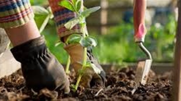 Dernière chance pour participer au jardin communautaire