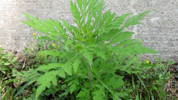 Campagne de sensibilisation à l’herbe à poux