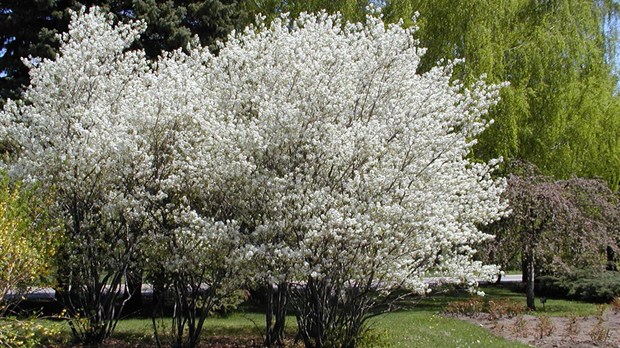 Planter davantage d'arbres feuillus sur les fermes devant l'incertitude climatique 