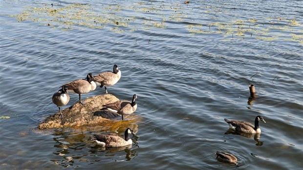 Un week-end favorable pour la 17e édition du Festival des Oiseaux migrateurs