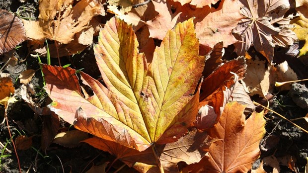 Pas moins de 10 000 sacs de feuilles mortes amassés dans la MRC Val-Saint-François