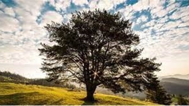 L’arbre à défi.s, l’inclusion au gré des saisons!