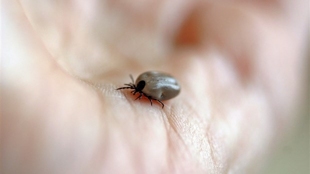 Maladie de Lyme : L’Estrie est la région où l’on rapporte le plus de cas de cette maladie.