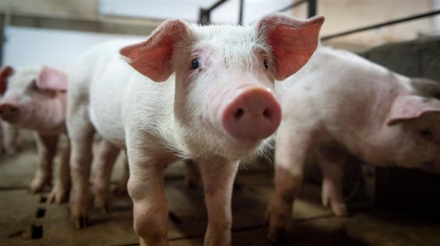 Le ministre Boulet doit intervenir rapidement pour éviter l’abattage humanitaire de milliers de porcs