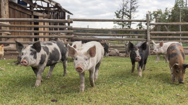 L’ultime cri du cœur des Éleveurs de porcs du Québec