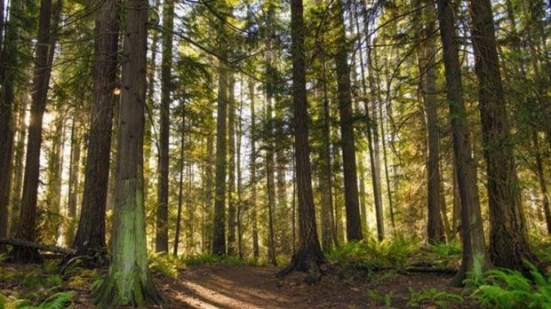 Nouveaux crédits compensatoires pour le carbone forestier afin de lutter contre les changements climatiques