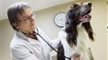 Les médecins vétérinaires au bout du rouleau