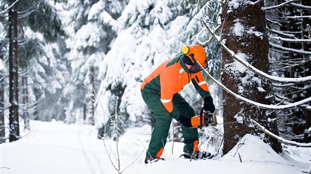 Récolter du bois en hiver… un excellent moment