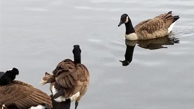 Les 29 et 30 octobre, place au Festival des Oiseaux migrateurs