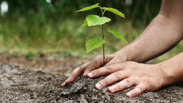 Des arbres gratuits pour les citoyens de Windsor