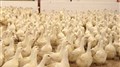 Confirmation d'un cas de grippe aviaire à Saint-Claude