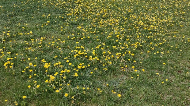 Les gens de la région sont de plus en plus sensibles à la cause des pollinisateurs