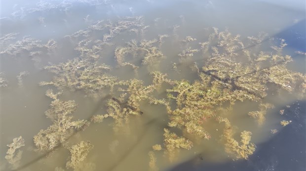 Des actions concrètes pour contrôler le myriophylle à épis dans le lac Trois-Lacs