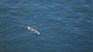 Une baleine noire est empêtrée dans le golfe du Saint-Laurent, dit Pêches et Océans