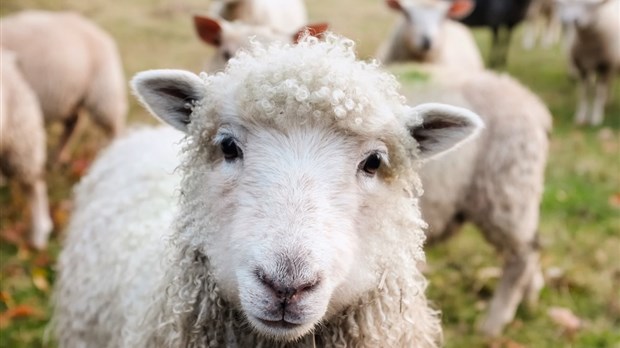 Un premier projet soutenu par le Fonds écoresponsable de la MRC du Val-Saint-François