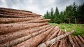 Domtar procédera à la récolte de peupliers hybrides sur son terrain