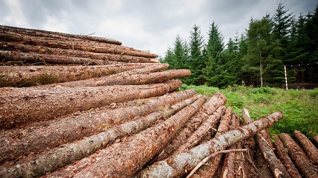 Domtar procédera à la récolte de peupliers hybrides sur son terrain